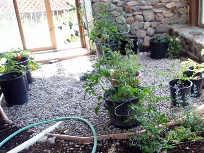 Plant rock filter for greywater treatment.